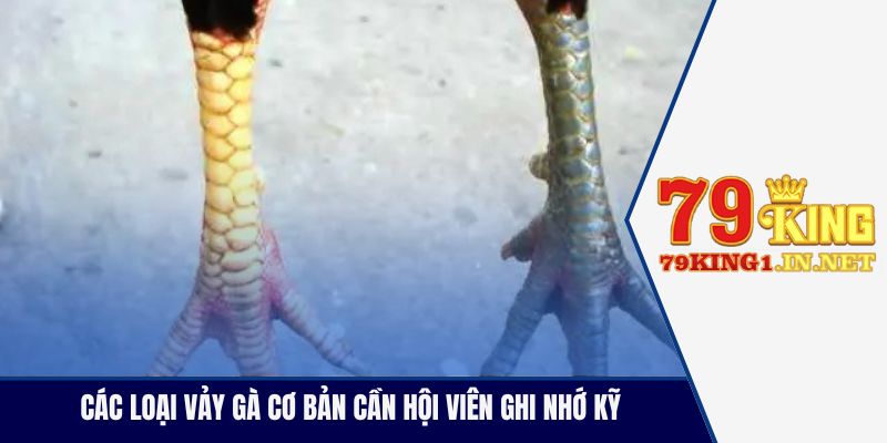 Vảy Cựa Gà Đá Là Gì? Cách Xem Vảy Chuẩn Cho Kê Thủ Các loại vảy gà cơ bản cần hội viên ghi nhớ kỹ