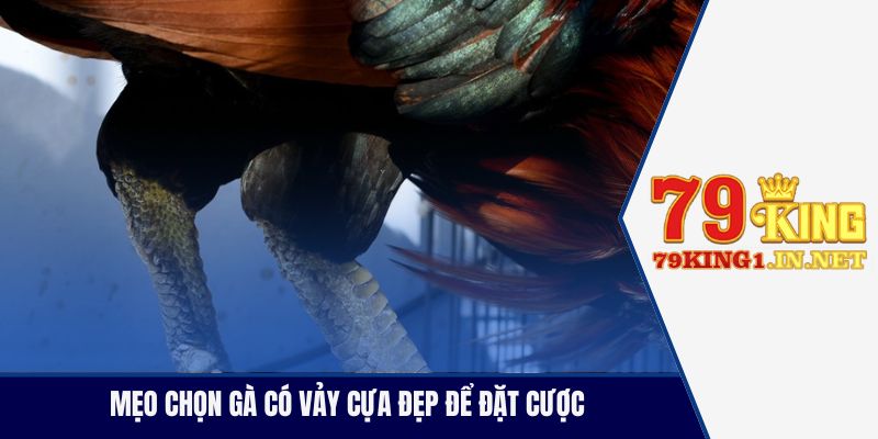 Vảy Cựa Gà Đá Là Gì? Cách Xem Vảy Chuẩn Cho Kê Thủ Mẹo chọn gà có vảy cựa đẹp để đặt cược