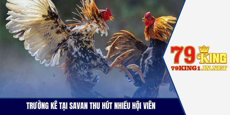 Trường kê tại Savan thu hút nhiều hội viên