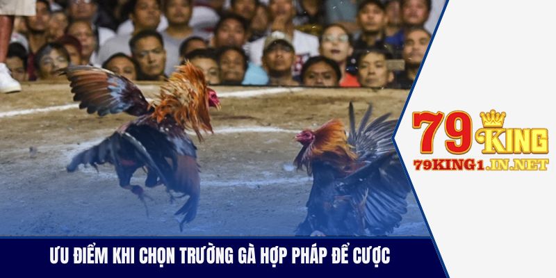Ưu điểm khi chọn trường gà hợp pháp để cược