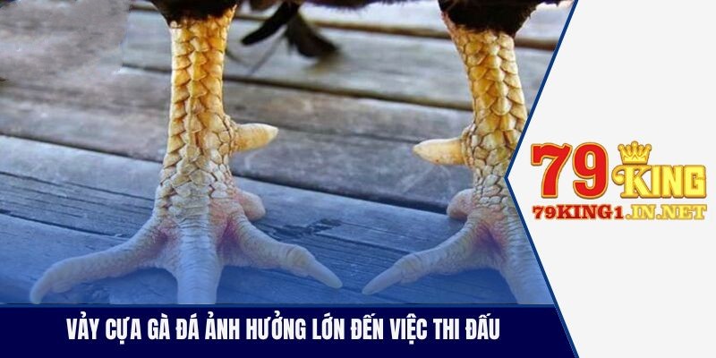Vảy Cựa Gà Đá Là Gì? Cách Xem Vảy Chuẩn Cho Kê Thủ Vảy cựa gà đá ảnh hưởng lớn đến việc thi đấu