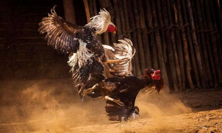 Đá Gà Thomo - Trải Nghiệm Sới Gà Chân Thật Tại 79King Đá gà cựa sắt và luật thi đấu cơ bản