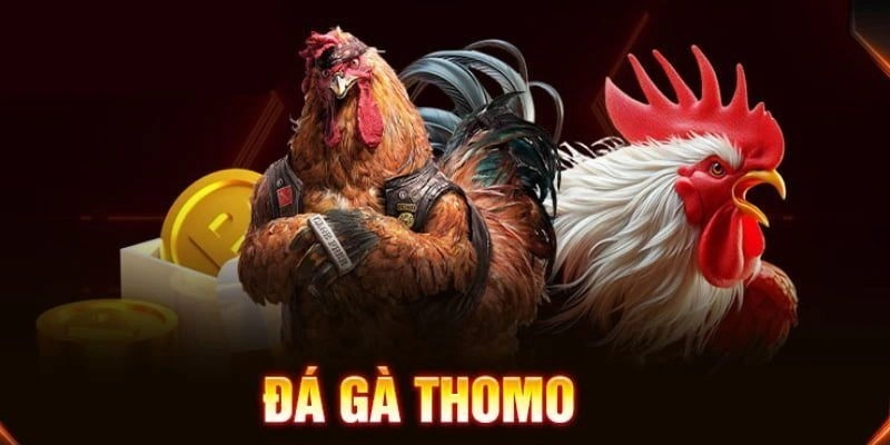 Đá Gà Thomo - Trải Nghiệm Sới Gà Chân Thật Tại 79King Giới thiệu về đá gà Thomo